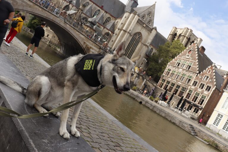 Viaggiare all'estero con il cane