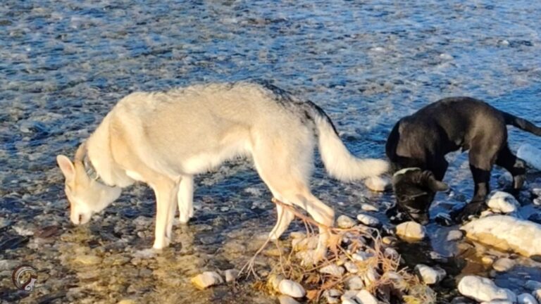 2 Giorni a San Daniele del Friuli con il Cane