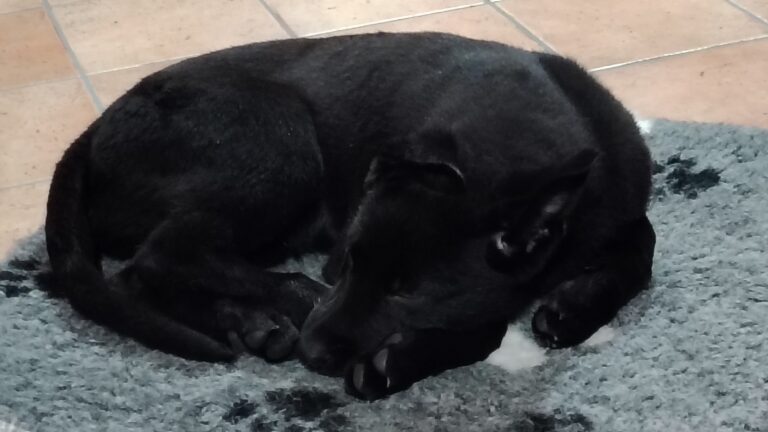 Kaido dorme