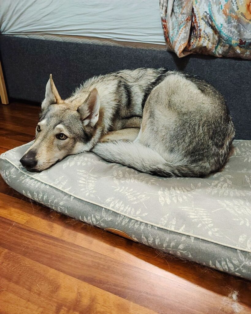 10 consigli utili per accogliere un cucciolo in casa gestione spazi