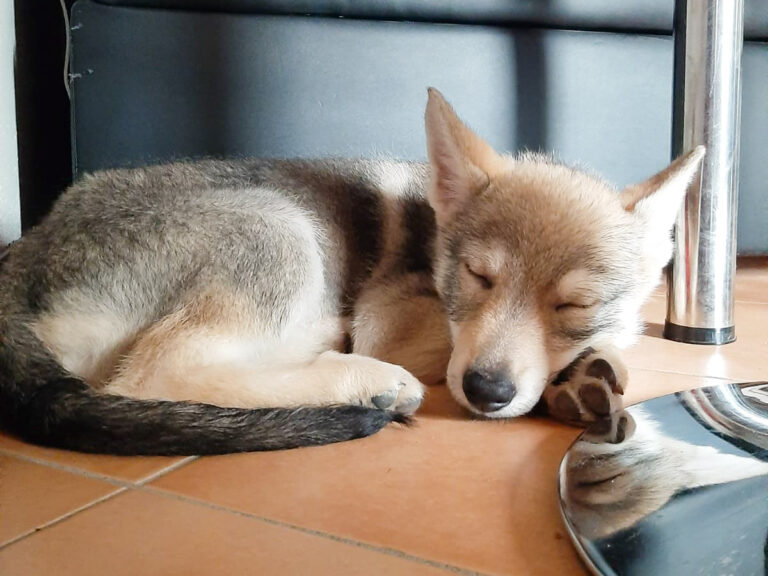10 consigli utili per accogliere un cucciolo in casa