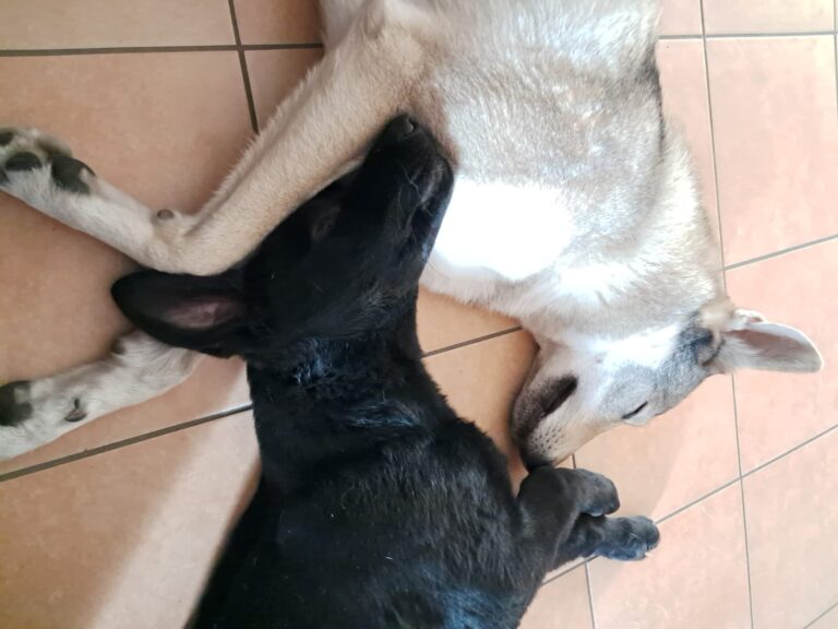 Come accogliere un cucciolo con un cane in famiglia Momento coccole