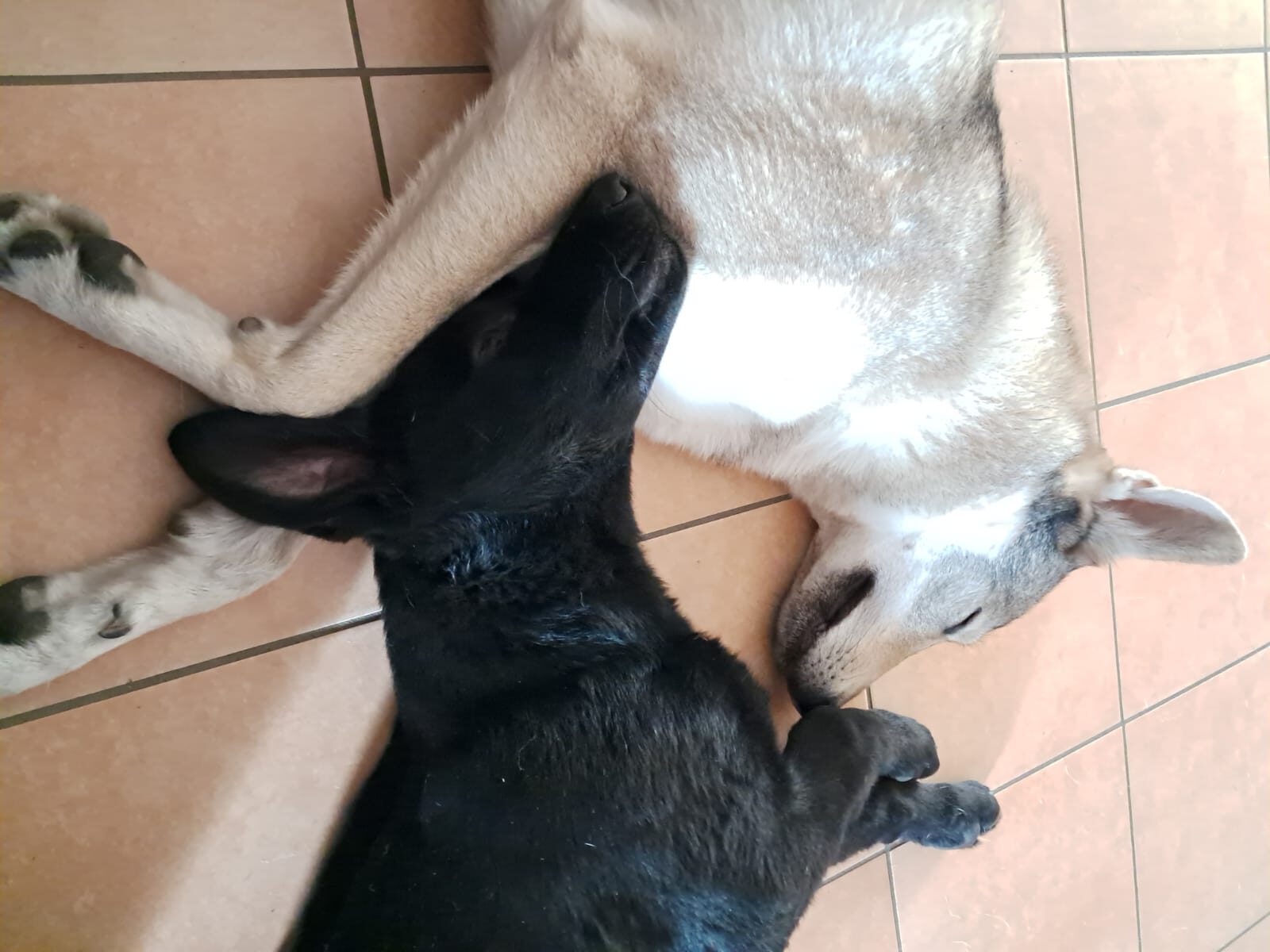 Come accogliere un cucciolo con un cane in famiglia Momento coccole