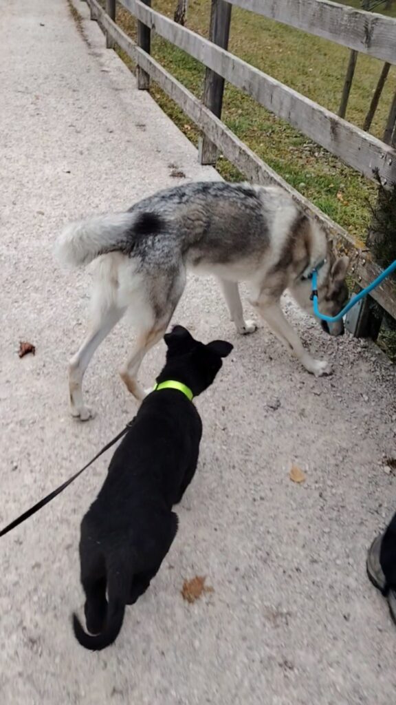 Come accogliere un cucciolo con un cane in famiglia Conoscenza in territorio neutrale