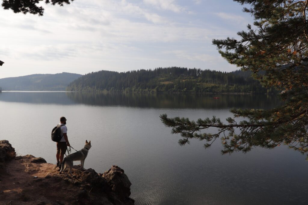 Viaggiare con il cane - Astrid nella Foresta Nera