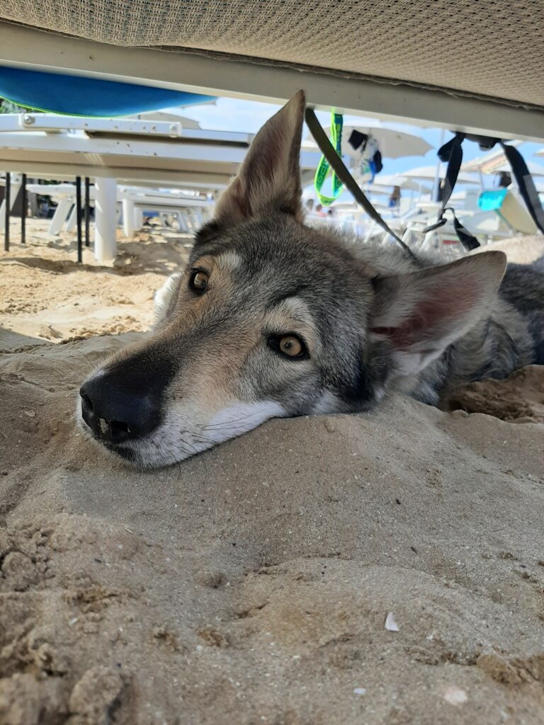 Viaggiare con il cane - Astrid in spiaggia
