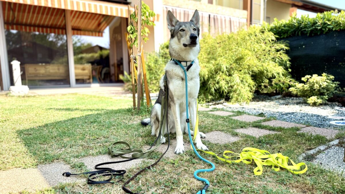 Equipaggiamento per cani accessori attrezzatura