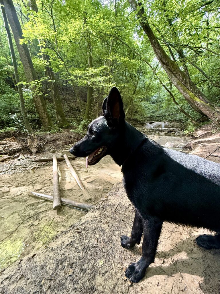 Cascate del Bucamante - trekking con il cane in Appennino Modenese