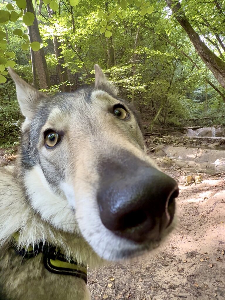 Cascate del Bucamante - trekking con il cane in Appennino Modenese