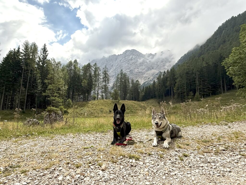 Slovenia_11 mete dog-friendly_Jezersko