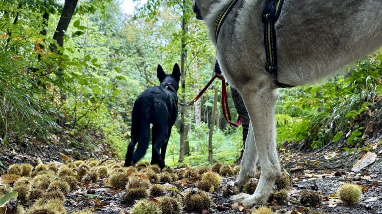 Bosco di Faeto con il cane