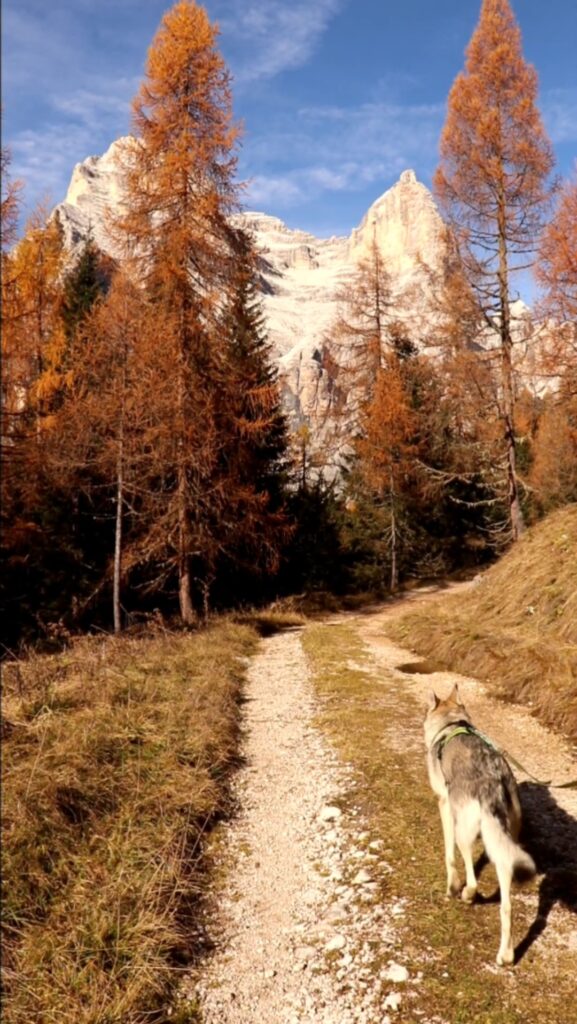 Monte Pelmo - Anello Zoldano con il cane