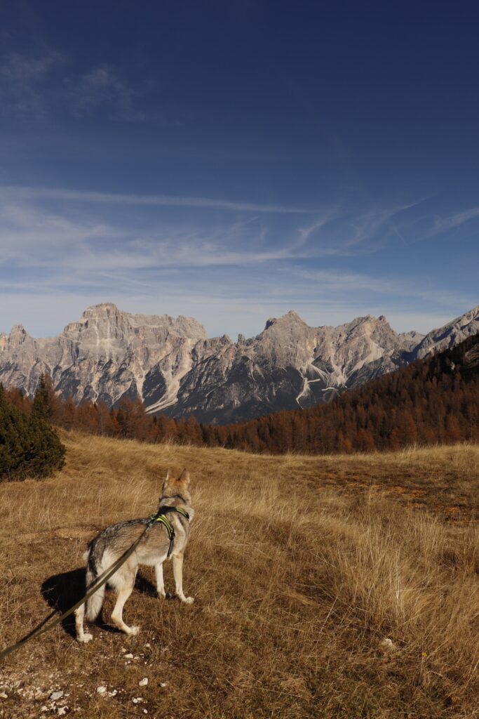 Monte Pelmo - Anello Zoldano con il cane
