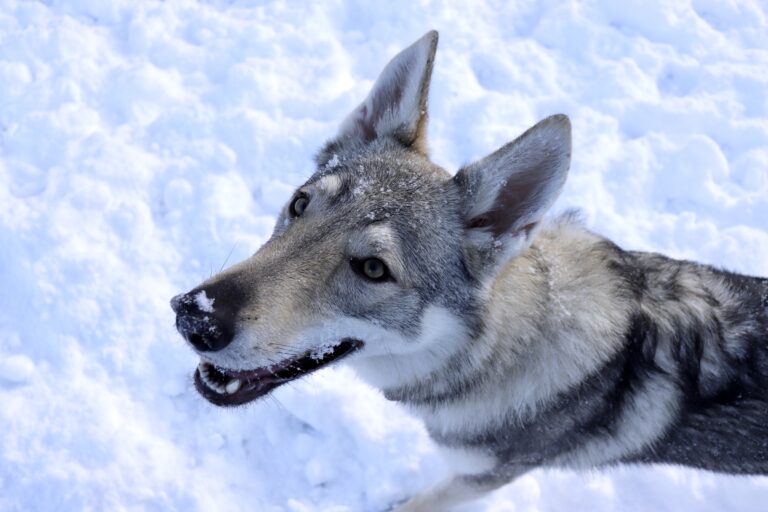 Avventure a coda Alta - Astrid sulla neve - Cani e Freddo
