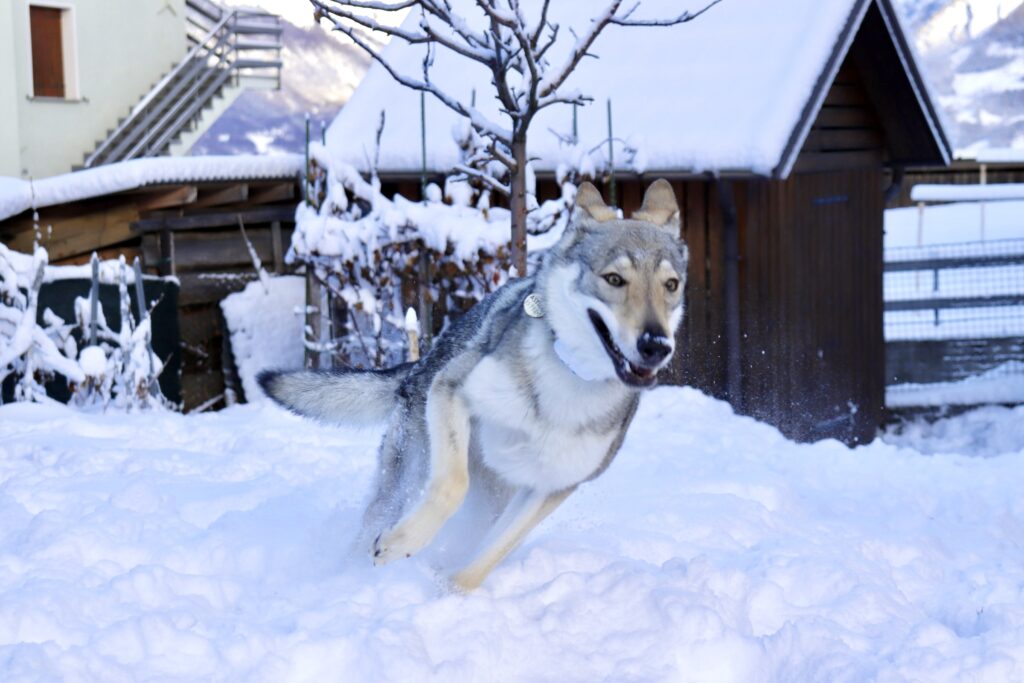 Avventure a coda Alta - Astrid sulla neve - Cani e Freddo