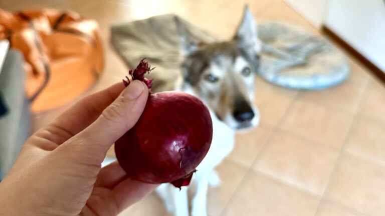 Cibi_vietati_ai_cani