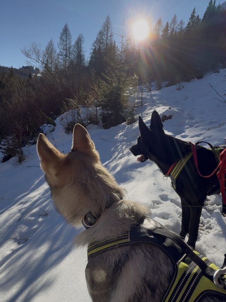 Val-di-Zoldo-con-il-cane-escursione-sulla-neve