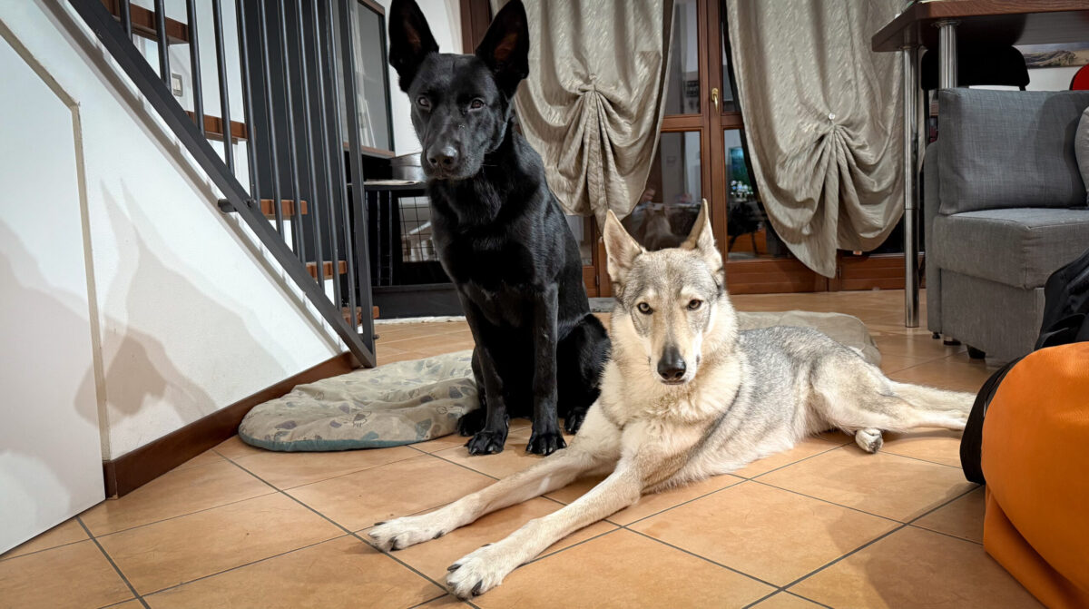 Non Prendere un Cane se Non Sei Disposto a…