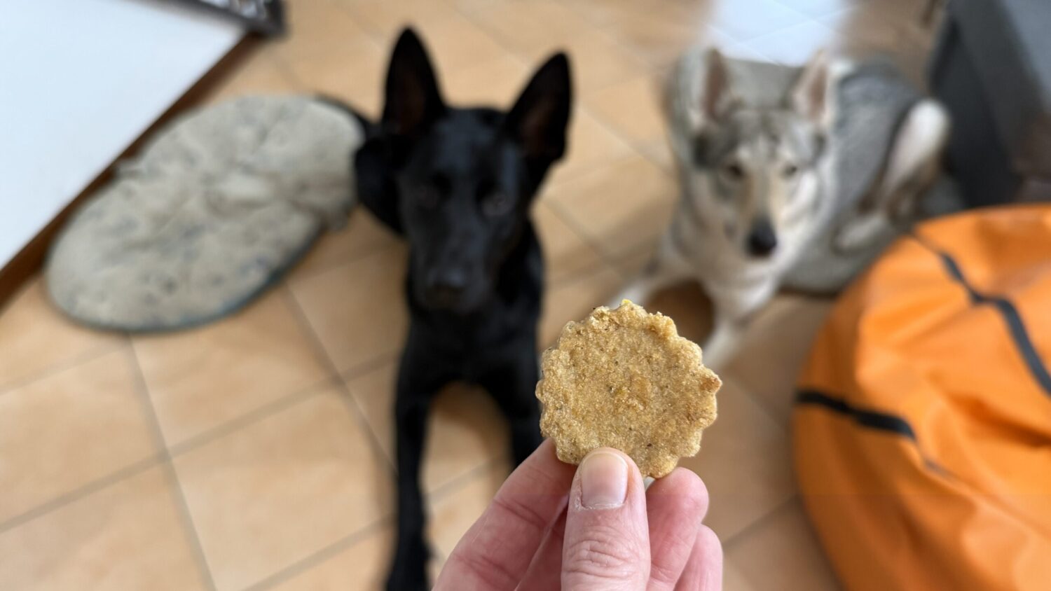 Ricetta biscotti per cani alla mela