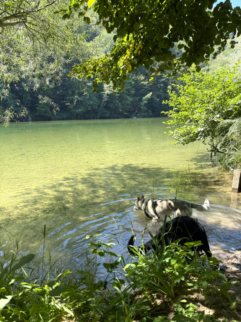 Dog trekking sul fiume Kolpa in Slovenia