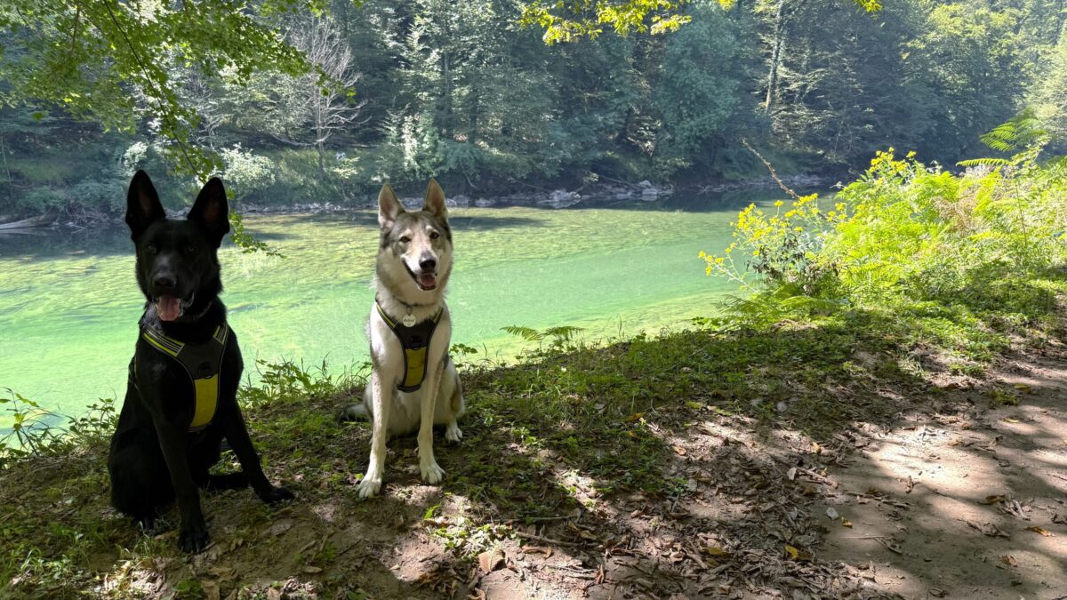 Dog trekking sul fiume Kolpa in Slovenia